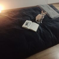 kočka futon